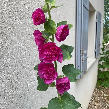 Pavillon 50 M² Avec Terrasse *