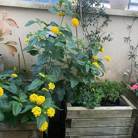 Pavillon 50 M² Avec Terrasse *